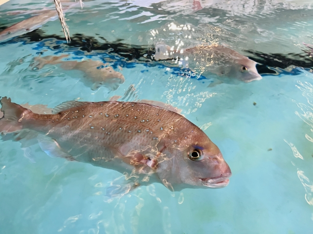 フードテックとは?世界的食糧問題を解決する最先端テクノロジー